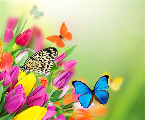 Flowers Colorful Spring Butterflies Tulips Purple Yellow