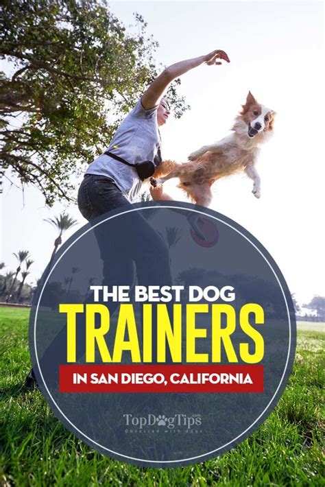 13 Best Dog Trainers In San Diego California Top Dog Tips