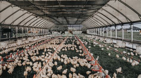 Perdue Farms Expands Pasture Raised Chicken Program