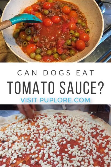 Bring home the famous taste of rao's homemade® tomato basil sauce. Can Dogs Eat Tomato Sauce? Are Tomatoes Bad for Dogs ...