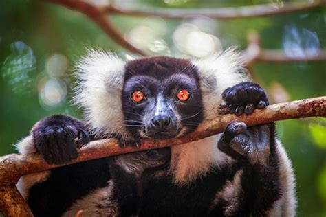 Experts Warn Of Impending Extinction Of Worlds Primates