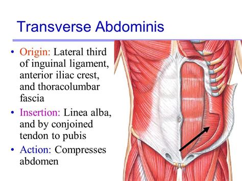 Abdominal Anatomy Transversus Abdominis Muscle Internal Abdominal