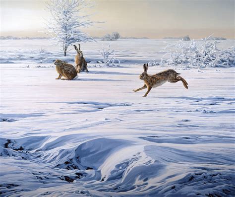 European Brown Hares Print Brown Hares Running In Snow Aquila Art
