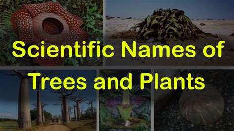 Scientific Names Of Trees And Plants General Knowledge For