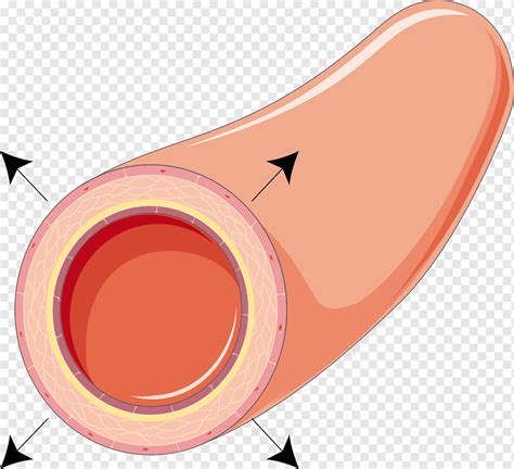 Vasodilation Vasoconstriction Physiology Artery Vasospasm Garlic Blood