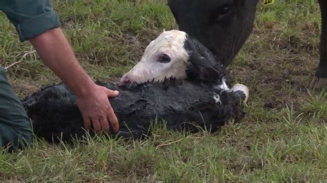 Calving Cows And Collecting Calves Youtube