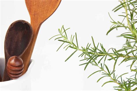 Rosemary Indoor Plant Care And Growing Guide