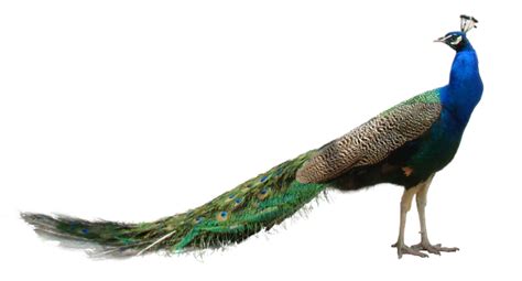 Peacock Png Free File Download Png All Png All