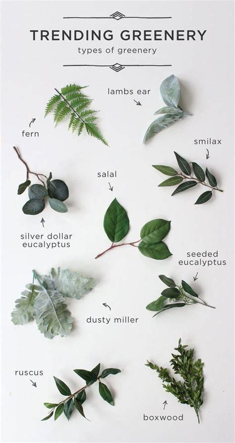 Types Of Wedding Greenery For All Your Wedding Flowers Bouquets