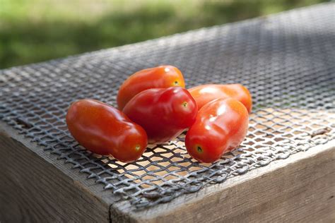 Baby San Marzano Heirloom Tomato Premium Seed Packet · Sherwoods Seeds
