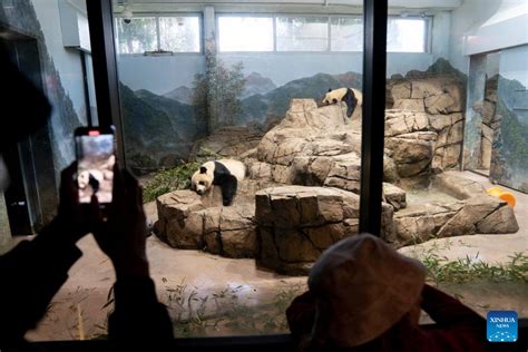 Smithsonians National Zoo Kicks Off Celebration Of Giant Panda Program