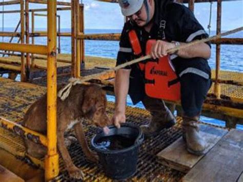 Kerja pelantar minyak is on facebook. Anjing hanyut di tengah laut Thailand diselamatkan pekerja ...