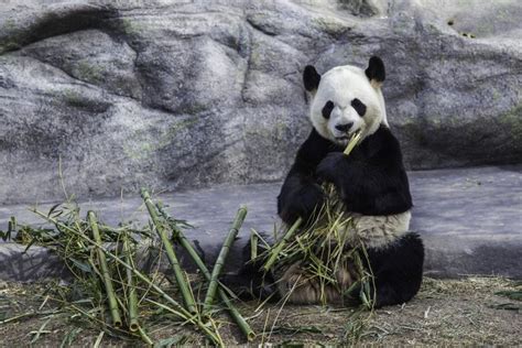 Worlds Oldest Panda Dies In Captivity Panda Panda Bear Photo