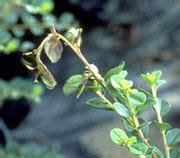 It strikes during many phases of the tree's growth and flowering. Fire Blight of Ornamentals