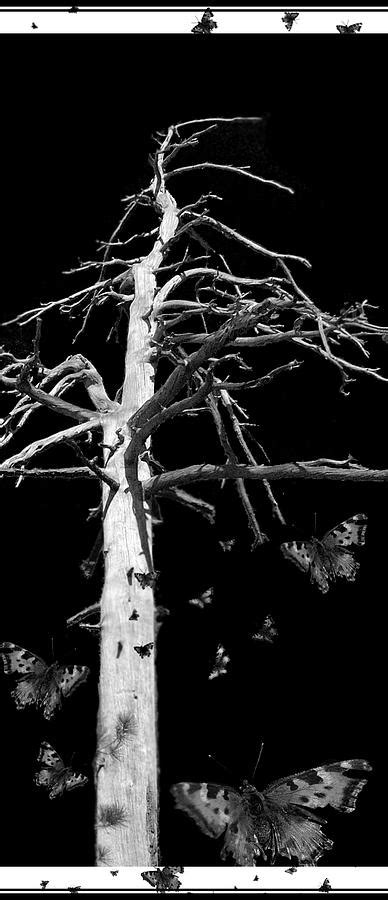 Broken Tree Digital Art By Andrea Keating Pixels