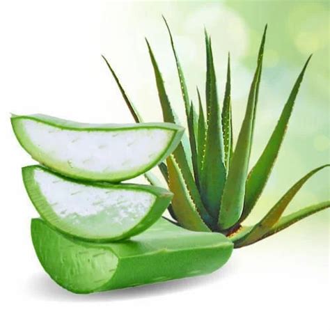 Aloe Vera Leaves 15 Kg Also Available In 20 Kgs At Rs 50kilogram In