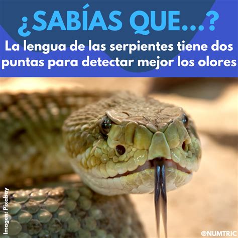 Lista Foto Porque Las Serpientes Mudan De Piel Actualizar