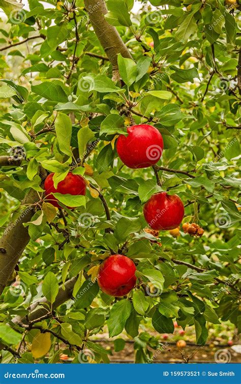 Four Shiny Red Apples On A Tree Stock Image Image Of Food Autumn