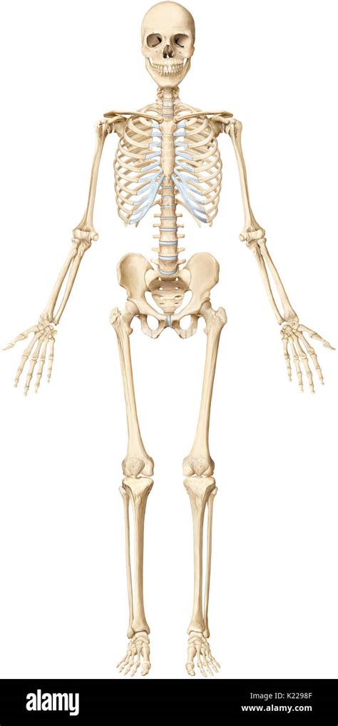 El Esqueleto Humano Se Compone De 206 Huesos Articulados De Diferentes