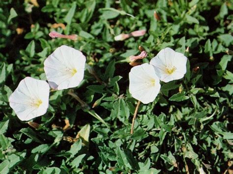 Check spelling or type a new query. Weeds With White Blooms In The Spring
