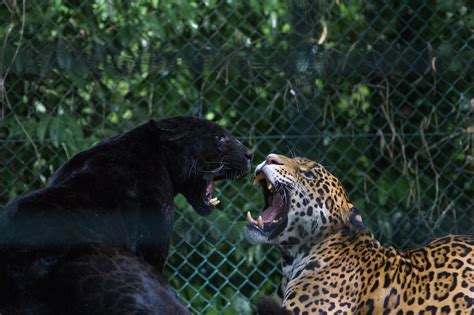 Black Jaguar And Brown And Black Leopard Fighting Photo Free Animal
