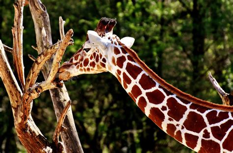 Free Images Wildlife Zoo Mammal Fauna Giraffe Vertebrate Munich