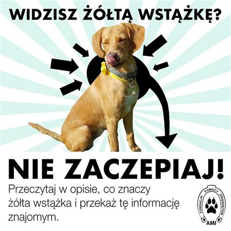 Z różnych przyczyn wynika potrzeba jak już wspomniałam żółta wstążka nie oznacza jednoznacznie, że to pies agresywny lecz pies potrzebujący bezpiecznej strefy z różnych przyczyn. Żółta wstążka przy obroży psa. Czy wiesz co oznacza ...
