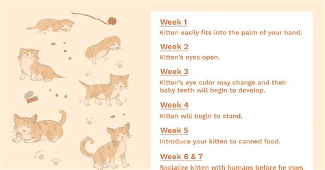 9 Week Cat Pregnancy Stages Week By Week Pictures