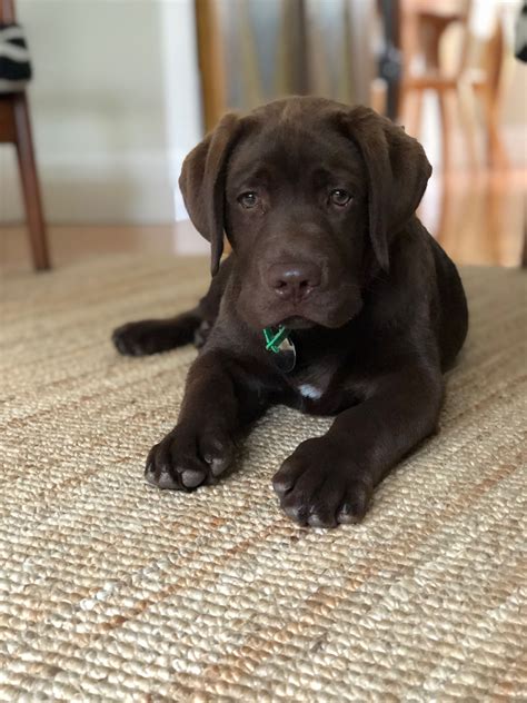 Chocolate Labrador 14 Weeks Beautiful Dog