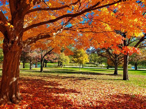 Discover 6 Incredible Places To See Fall Foliage In Illinois A Z Animals