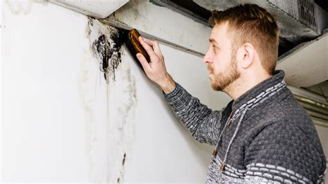 How To Remove Mold From Basement Wall Mold Remediation