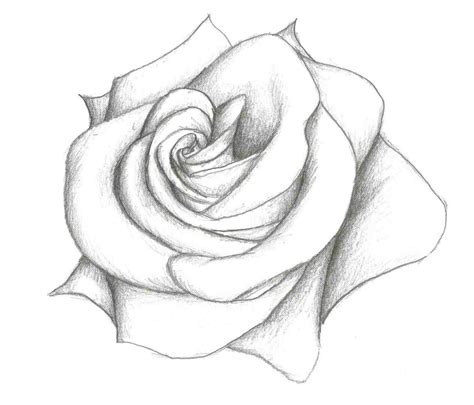 Rose For Beginners Drawing At Free For Personal Use