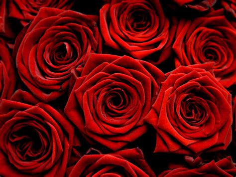 Rose Wallpapers Red Rose Wallpapers Red Flowers