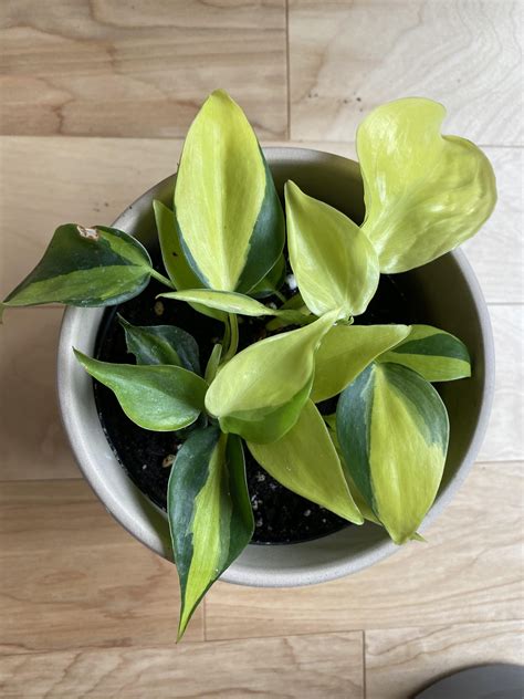 Is It Normal To Get Mostly New Lime Green Leaves Color From