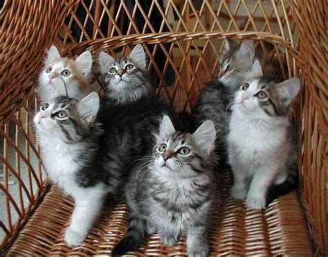 Outstanding Pedigree White Siberian Kittens For Sale Adoption From