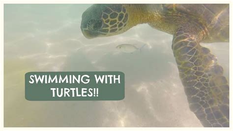 swimming with turtles in hawaii youtube