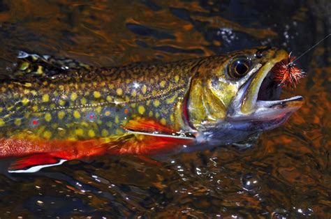 Best Brook Trout Flies A Guide To Productive Brook Trout Patterns