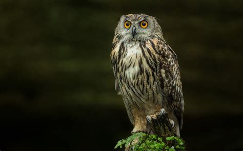 Owl Full Hd Wallpaper And Background Image 1920x1200 Id327766