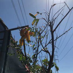 Yamaguchi bonsai nursery garden center in los angeles s9pr7 between los angeles orange county we are the largest importer grower of bonsai in the us we also have anese garden supplies and offer bonsai bamboo. Mimosa Nursery - 6270 Allston St, Los Angeles, CA - 2019 ...