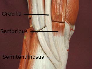 Tennis leg / plantaris tendon rupture. Pain Back Knee Tedinitis Sioux City