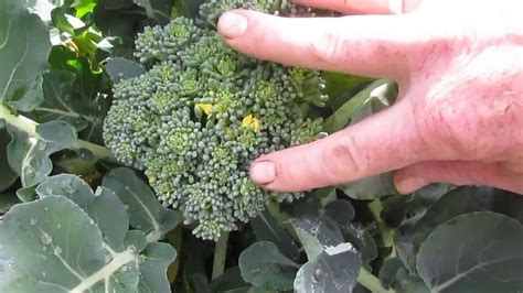 Harvesting Broccoli To Get More From Your Plants Harvesting