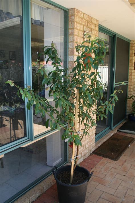 Maybe you would like to learn more about one of these? My Edible Fruit Trees: Peach Trees WA