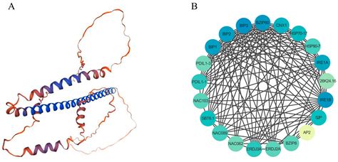 Plants Free Full Text Genome Wide Identification And Expression Analysis Reveal Bzip