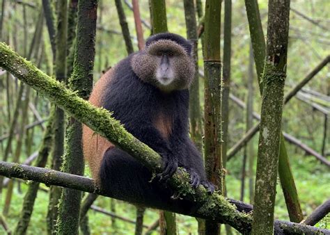 Golden Monkey Tracking, Rwanda | Audley Travel
