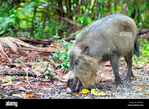 Malaysia Sarawak State Bako National Park Bornean Bearded Pig Sus