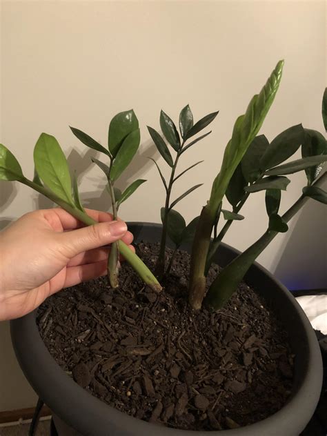 This article will give you information and a zz plants being grown grouped together to create a natural plant screen. The stems of my ZZ plant keep falling out, what's wrong ...