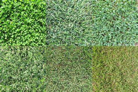 choosing the right grass for your yard