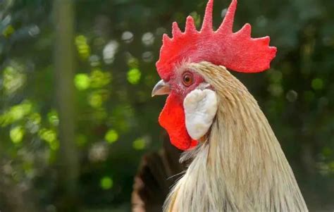 Do Chickens Have Ears Hearing Infections And More