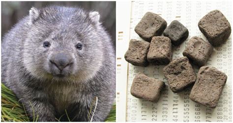 Scientists Discover The Reason Why Wombats Poop Is Cube Shaped