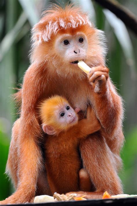 Hold On Tight Baby Monkey Clutches To Mom Picture